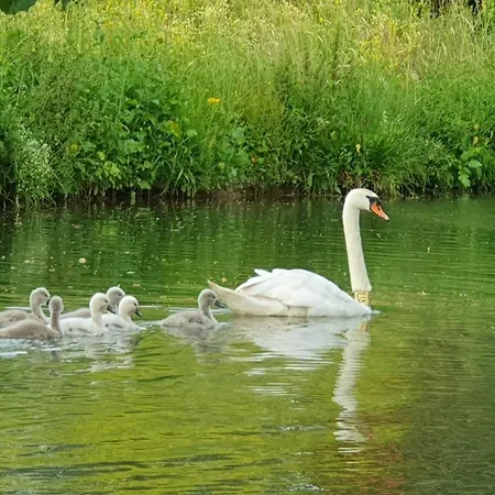 Au Chemin Du Paradis De 10 Personnes 4 Etoiles Dom wakacyjny Saint-Martin-Lez-Tatinghem